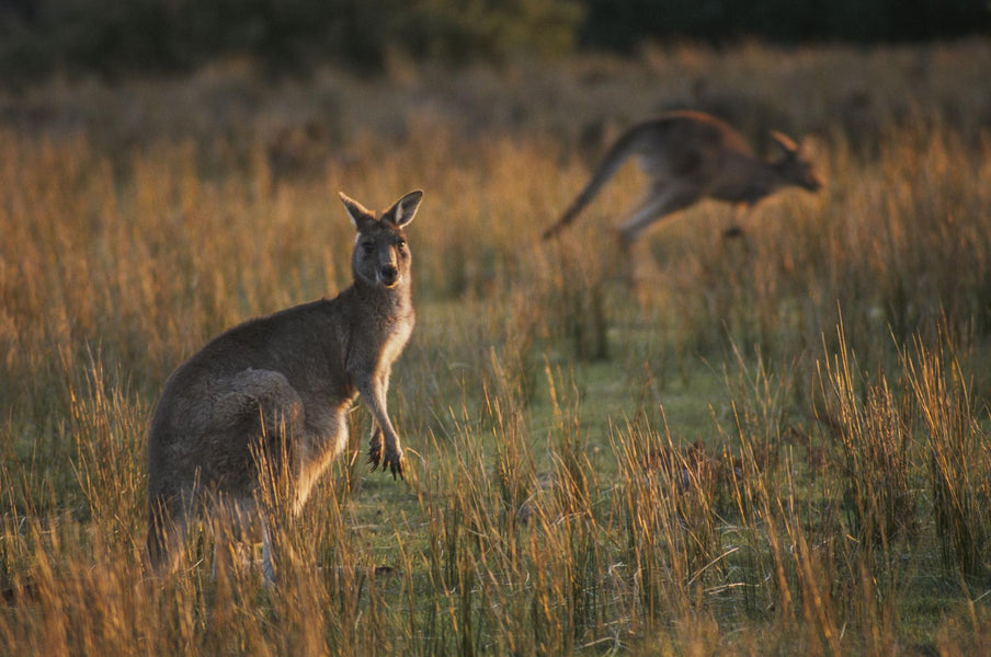 In 45 Years, We Have Killed 60% of Earth’s Wildlife