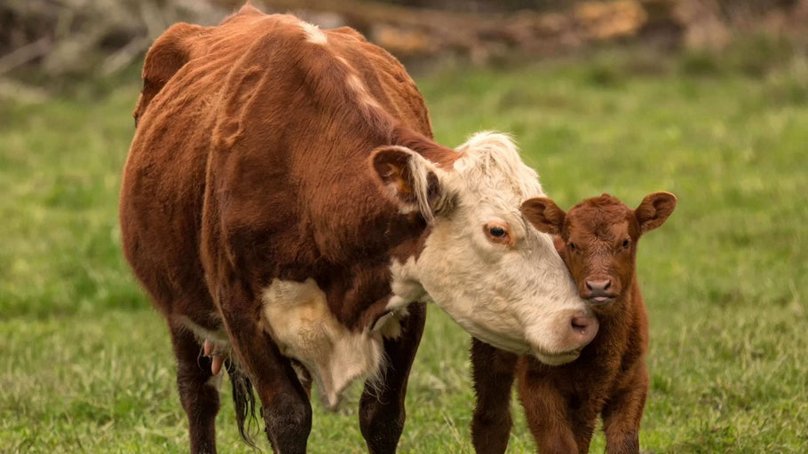 60% Of All Mammals On Earth Are Livestock, Says New Study