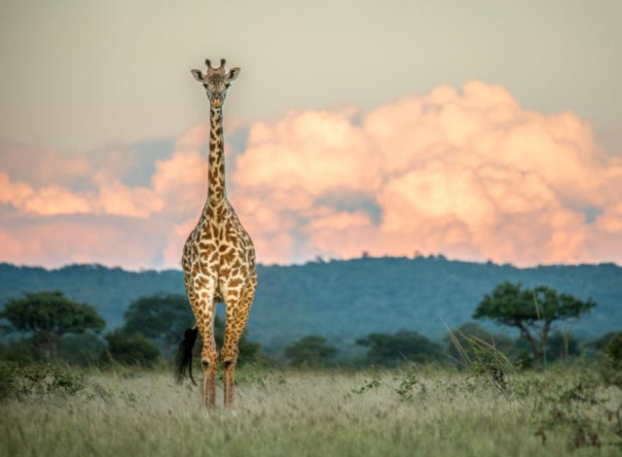 It’s Official: Giraffes Added to Endangered Species List Under Threat of Extinction