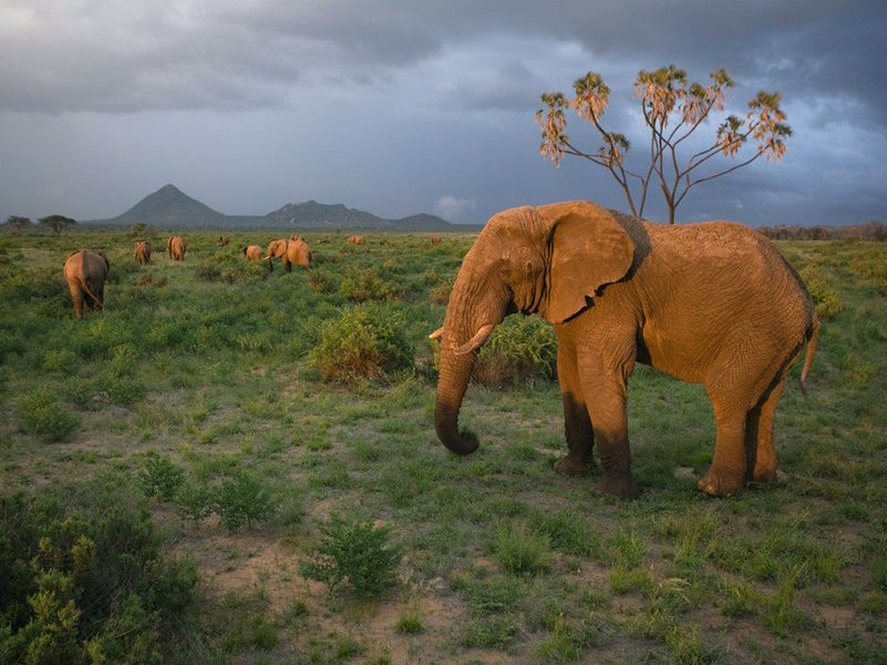 Kenya Replaced Presidents on Its Currency with Pictures of Endangered Animals